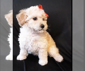 Poodle (Miniature) Puppy for sale in MANCHESTER, NH, USA