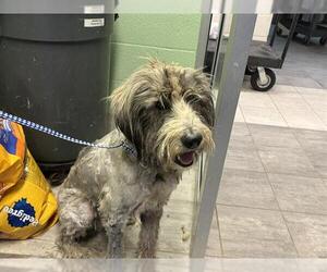 Poodle (Standard)-Siberian Husky Mix Dogs for adoption in Grand Prairie, TX, USA