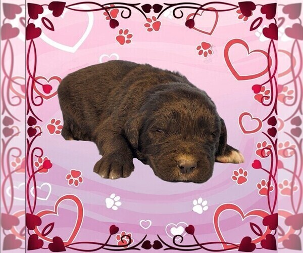 Medium Photo #13 Golden Mountain Dog Puppy For Sale in BLACK FOREST, CO, USA