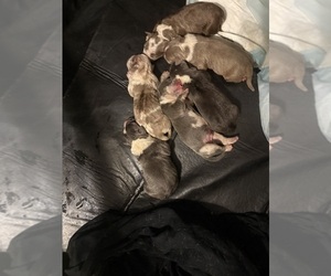 American Bully Puppy for sale in PARKVILLE, MD, USA