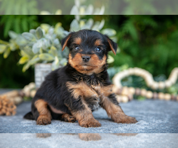 Medium Photo #2 Yorkshire Terrier Puppy For Sale in KIRKWOOD, PA, USA