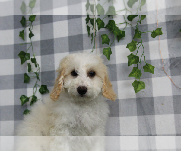 Medium Photo #3 Bichpoo Puppy For Sale in MARIETTA, GA, USA