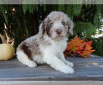 Small #4 Labradoodle