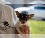 Small #5 Fox Terrier (Toy)