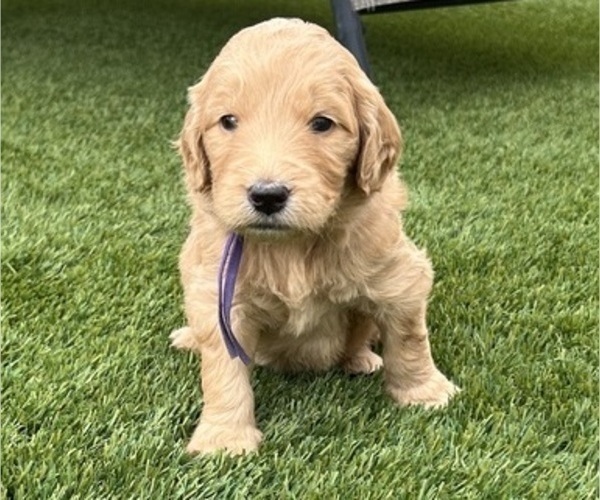 Medium Photo #53 Goldendoodle Puppy For Sale in PHOENIX, AZ, USA