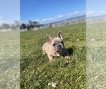 Small Photo #16 French Bulldog Puppy For Sale in SANTA CRUZ, CA, USA