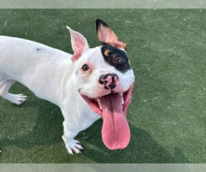 American Pit Bull Terrier-Unknown Mix Dogs for adoption in Martinez, CA, USA