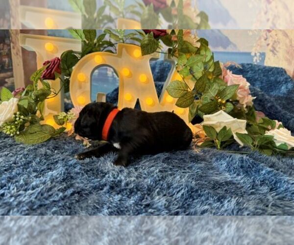Medium Photo #3 Cane Corso Puppy For Sale in OOLOGAH, OK, USA