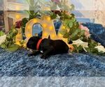 Small #2 Cane Corso