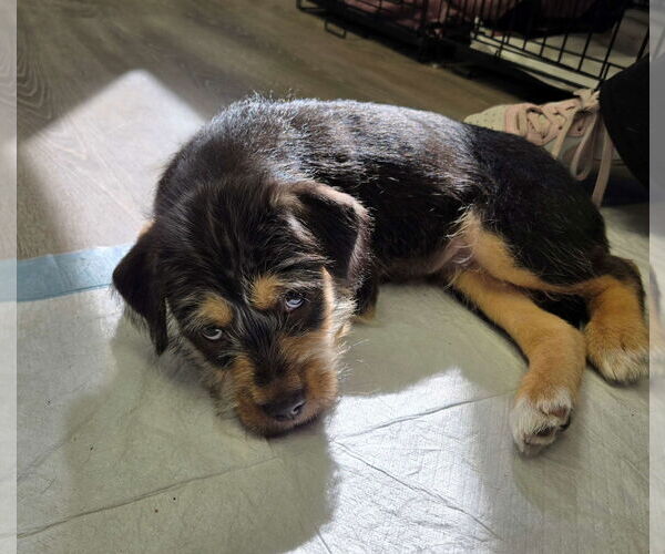 Medium Photo #3 Mutt Puppy For Sale in Cliffwood, NJ, USA