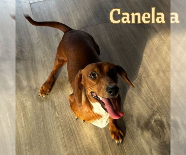 Medium Photo #4 Dachshund Puppy For Sale in San Antonio, TX, USA