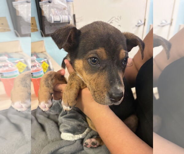 Medium Photo #1 Anatolian Shepherd-Rottweiler Mix Puppy For Sale in Amarillo, TX, USA