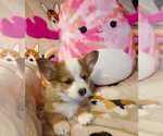 Puppy Penny Pembroke Welsh Corgi