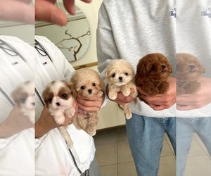 Maltipoo Puppy for sale in LOS ANGELES, CA, USA