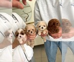 Small Maltipoo