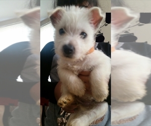West Highland White Terrier Puppy for sale in ELIZABETH, NJ, USA
