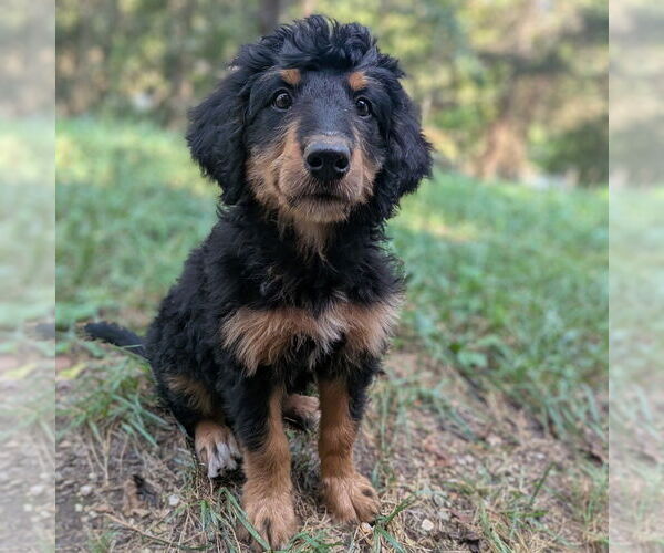 Medium Photo #3 Bernese Mountain Dog-Unknown Mix Puppy For Sale in Vail, AZ, USA