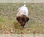 Small #8 German Shorthaired Pointer