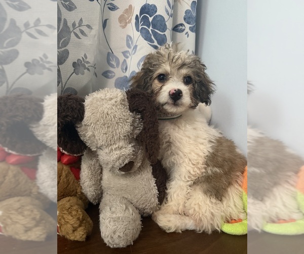 Medium Photo #22 Cockapoo (Miniature) Puppy For Sale in DURHAM, CT, USA