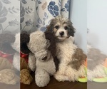 Litter of 4 - Male(s) and Female(s) Cockapoo (Miniature)Litter of Puppies for Sale - Photo #22