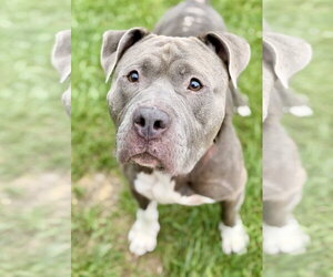 Mutt Dogs for adoption in Manahawkin, NJ, USA