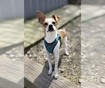 Small Jack Russell Terrier Mix