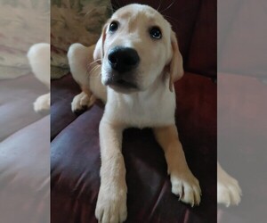 Labrador Retriever Puppy for sale in ROCKY MOUNT, NC, USA