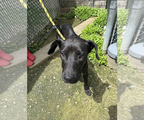 Medium Photo #4 Labrador Retriever-Unknown Mix Puppy For Sale in Brewster, NY, USA