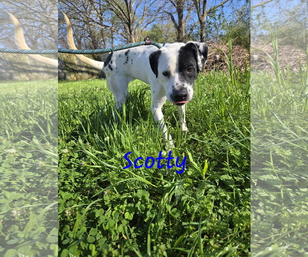Medium Photo #3 Mutt Puppy For Sale in Jackson, MS, USA