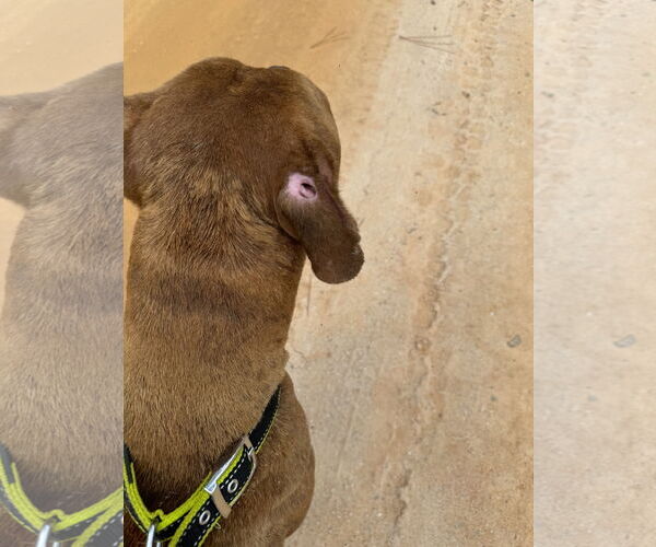 Medium Photo #6 Bulldog-Unknown Mix Puppy For Sale in Tarrytown, GA, USA