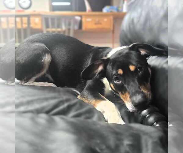 Medium Photo #12 Mutt Puppy For Sale in Fargo, ND, USA