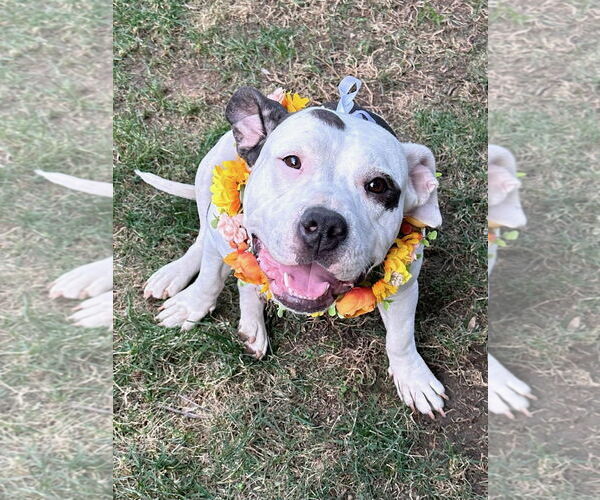 Medium Photo #9 American Staffordshire Terrier-Unknown Mix Puppy For Sale in Redlands, CA, USA