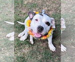 Small #8 American Staffordshire Terrier Mix