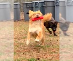 Small Mutt