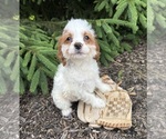Image preview for Ad Listing. Nickname: Claire
