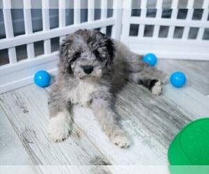 Bordoodle Puppy for sale in CONWAY, MO, USA