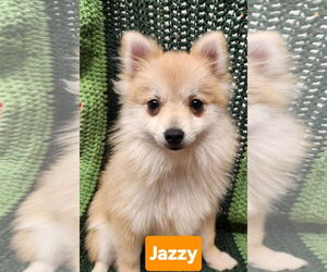 Pomeranian Dogs for adoption in Smithfield, PA, USA