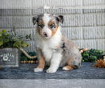 Puppy Tanya Miniature Australian Shepherd