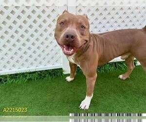 American Pit Bull Terrier Dogs for adoption in West Palm Beach, FL, USA