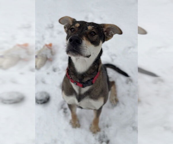 Medium Photo #1 Mutt Puppy For Sale in Bemidji, MN, USA