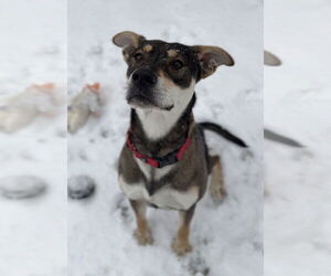 Mutt Dogs for adoption in Bemidji, MN, USA