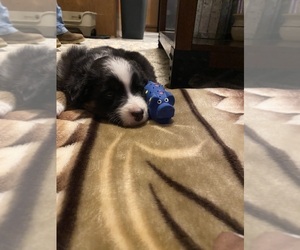Australian Shepherd Puppy for sale in GRANITE SHLS, TX, USA