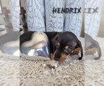 Small Photo #23 Dachshund Puppy For Sale in THORNTON, CO, USA