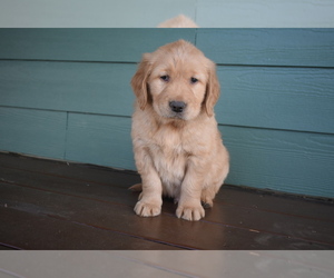 Golden Retriever Puppy for Sale in MARSHALL, Virginia USA