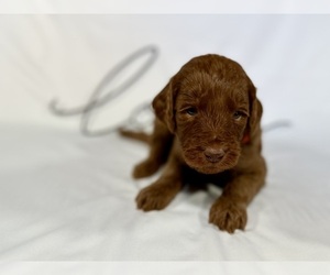 Medium Goldendoodle