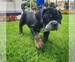 Small Photo #14 Olde English Bulldogge Puppy For Sale in POWAY, CA, USA