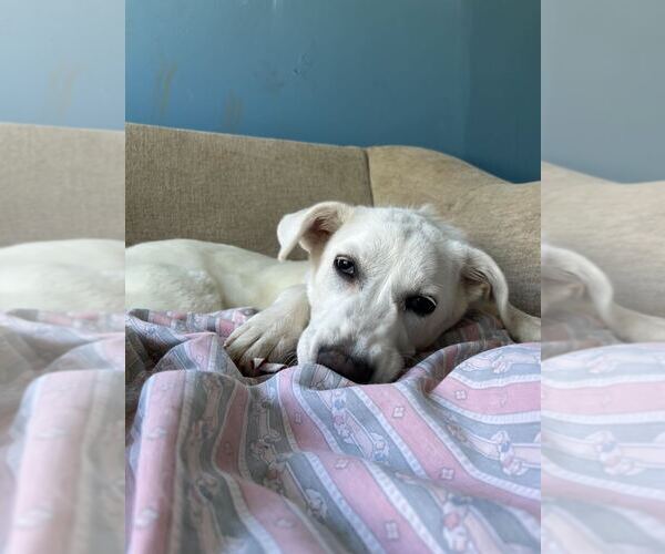 Medium Photo #4 Labrador Retriever-Unknown Mix Puppy For Sale in Elmsford, NY, USA
