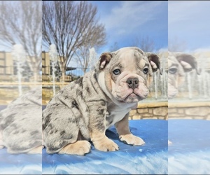 Bulldog Puppy for sale in DURHAM, NC, USA