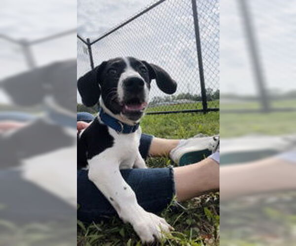 Medium Photo #5 Mutt Puppy For Sale in Oskaloosa, IA, USA