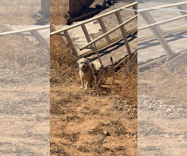 Medium Photo #4 Mutt Puppy For Sale in Grafton, WI, USA